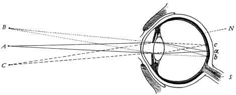 Linsenauge, Mensch, Schema